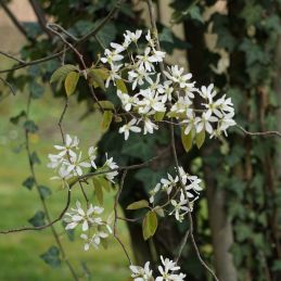 3 Gillénies à trois feuilles (Gillenia trifoliata)