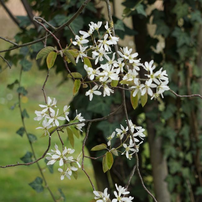 3 Gillénies à trois feuilles (Gillenia trifoliata)