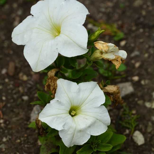 3 Gentianes 'White Magic' ® (Gentiana makinoi 'White Magic')