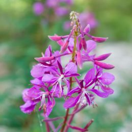 3 Gauras 'Crimson Butterflies' ® (Gaura lindheimeri 'Crimson Butterflies')