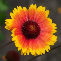 3 Gaillardes 'Amber Wheels' (Gaillardia aristata 'Amber Wheels')