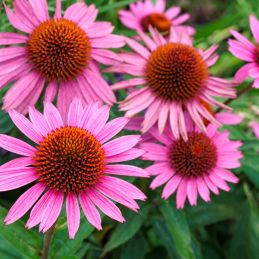 3 Échinacées pourpres (Echinacea purpurea)