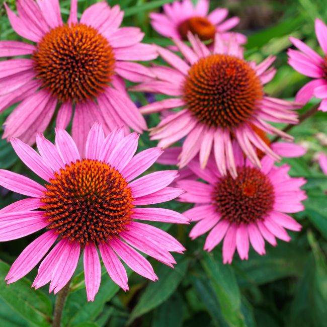 3 Échinacées pourpres (Echinacea purpurea)