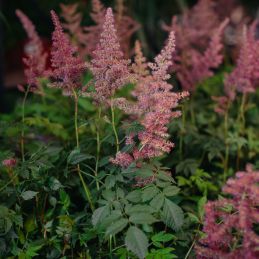 3 Astilbes 'Sprite' (Astilbe simplicifolia 'Sprite')