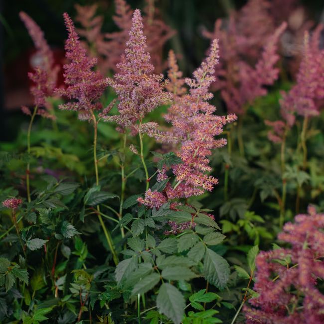 3 Astilbes 'Sprite' (Astilbe simplicifolia 'Sprite')