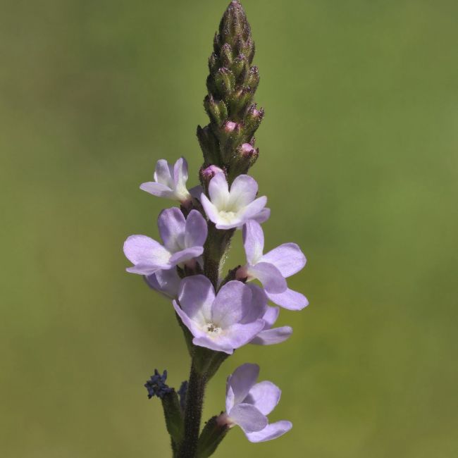 Verveine officinale (Verbena officinalis)