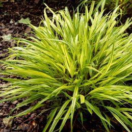 3 Herbes du Japon (Hakonechloa macra)