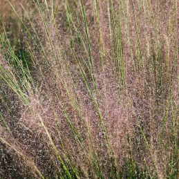 3 Herbes à balais 'Chameleon' (Schizachyrium scoparium 'Chameleon' ®)