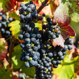 Vigne 'Pinot noir' (Vitis vinifera 'Pinot Noir')