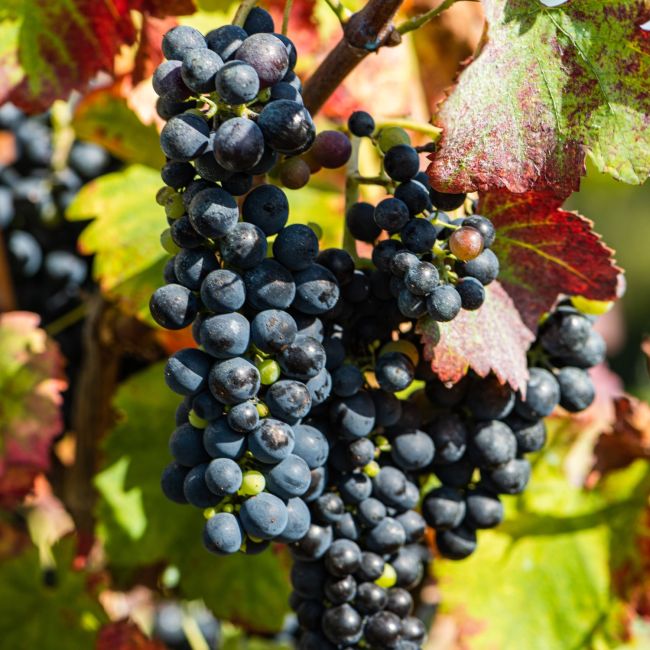 Vigne 'Pinot noir' (Vitis vinifera 'Pinot Noir')