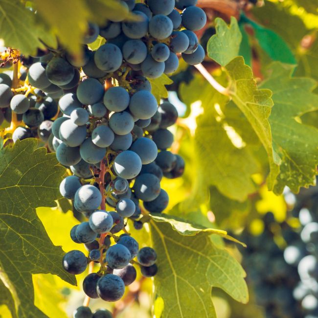 Vigne 'Cabernet franc' (Vitis vinifera 'Cabernet Franc')