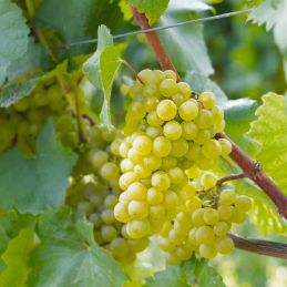 Vigne 'Chardonnay' (Vitis vinifera 'Chardonnay')