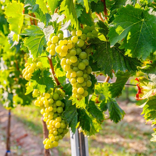 Vigne 'Melon de Bourgogne' (Vitis vinifera 'Melon de Bourgogne')