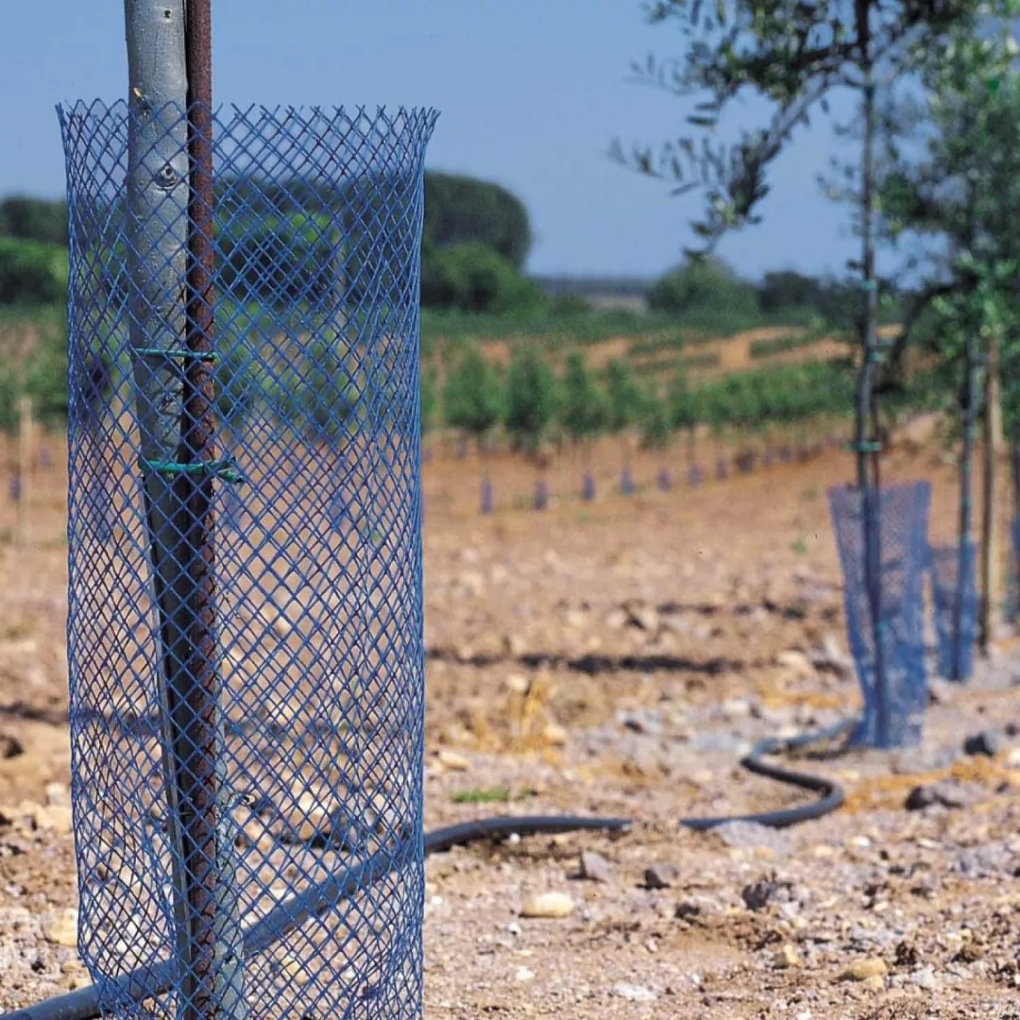 P pini res Naudet Sp cialiste De La Vente D arbres Et Arbustes P pini res Naudet Sp cialiste De La Vente D arbres Et Arbustes