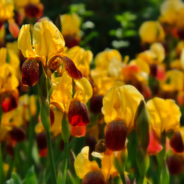 Iris Michigan