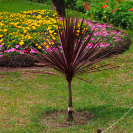 Cordyline australis Red Star (CORDYLINE)