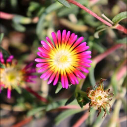 Pourpier Weels of Wonder Hot Pink (DELOSPERMA Weels of Wonder Hot Pink)