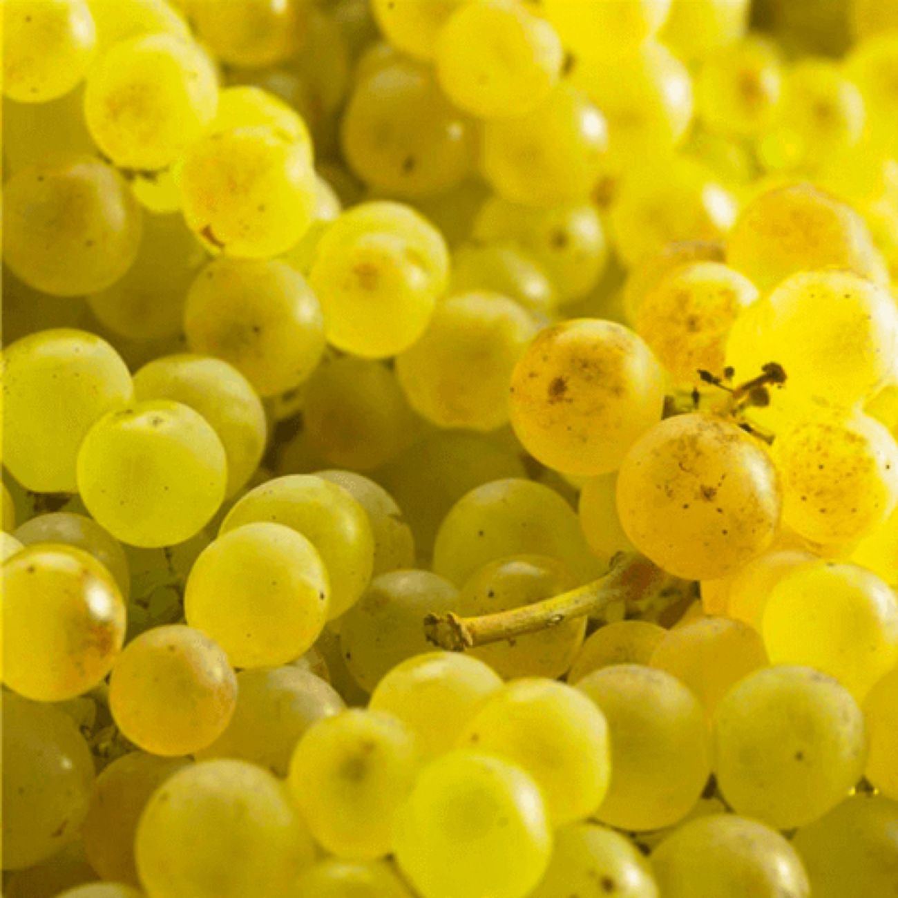Vigne Chasselas Doré C3L - Cépage Blanc Productif, Raisins Dorés Juteux Et Sucrés