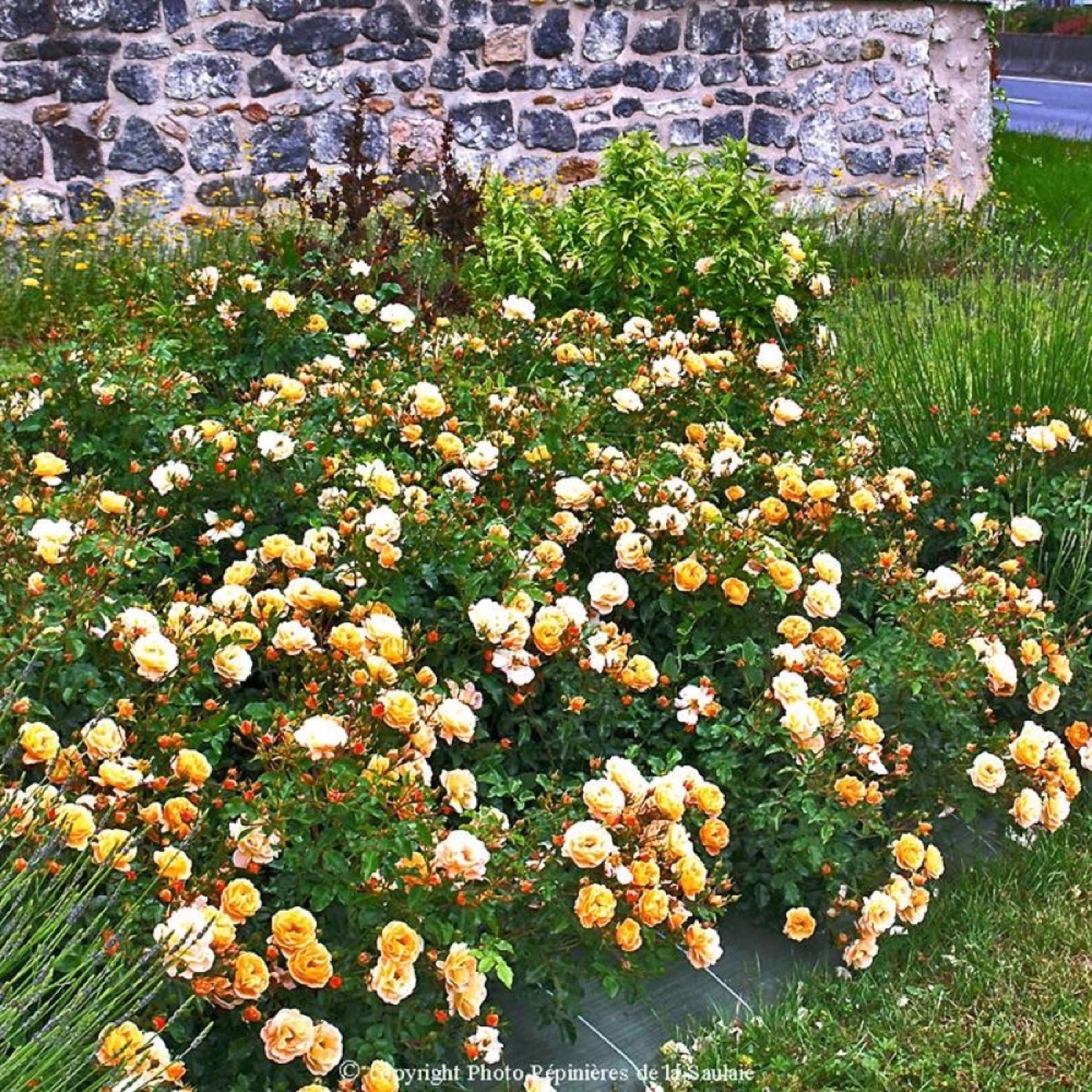 Rosier 'Caliza' | Rosier Buisson | Rose Rose | Pépinières Naudet