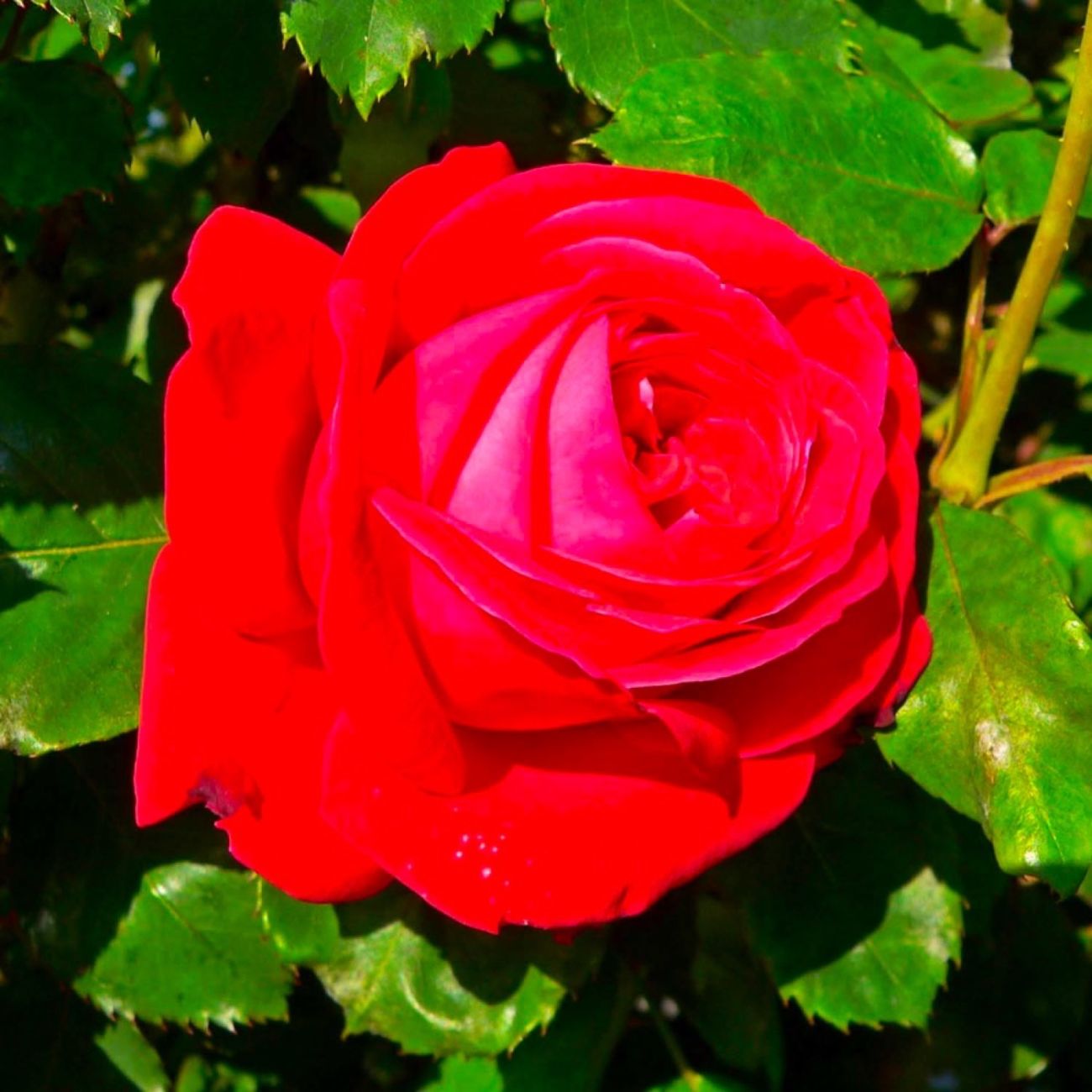 Rosier Merveille Des Rouges Rosier Dame de Coeur | Rose Rouge | Rosier Buisson | Pépinières Naudet