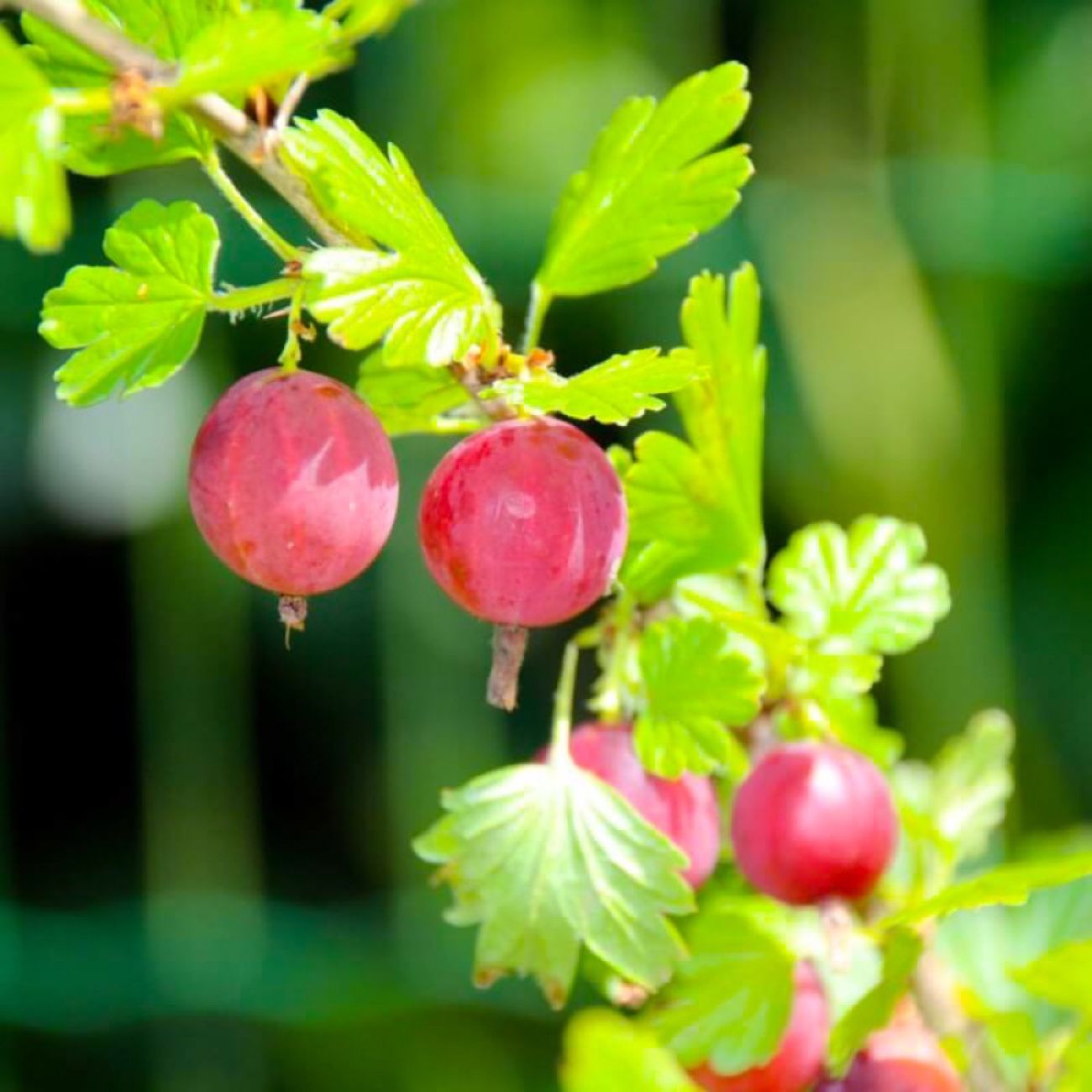 Groseillier à Maquereau 'Hinnonmaki Rod' - 6 Plants En Pot De 9 Cm - Fruits Rouges, Rustique - GreenboutiQ