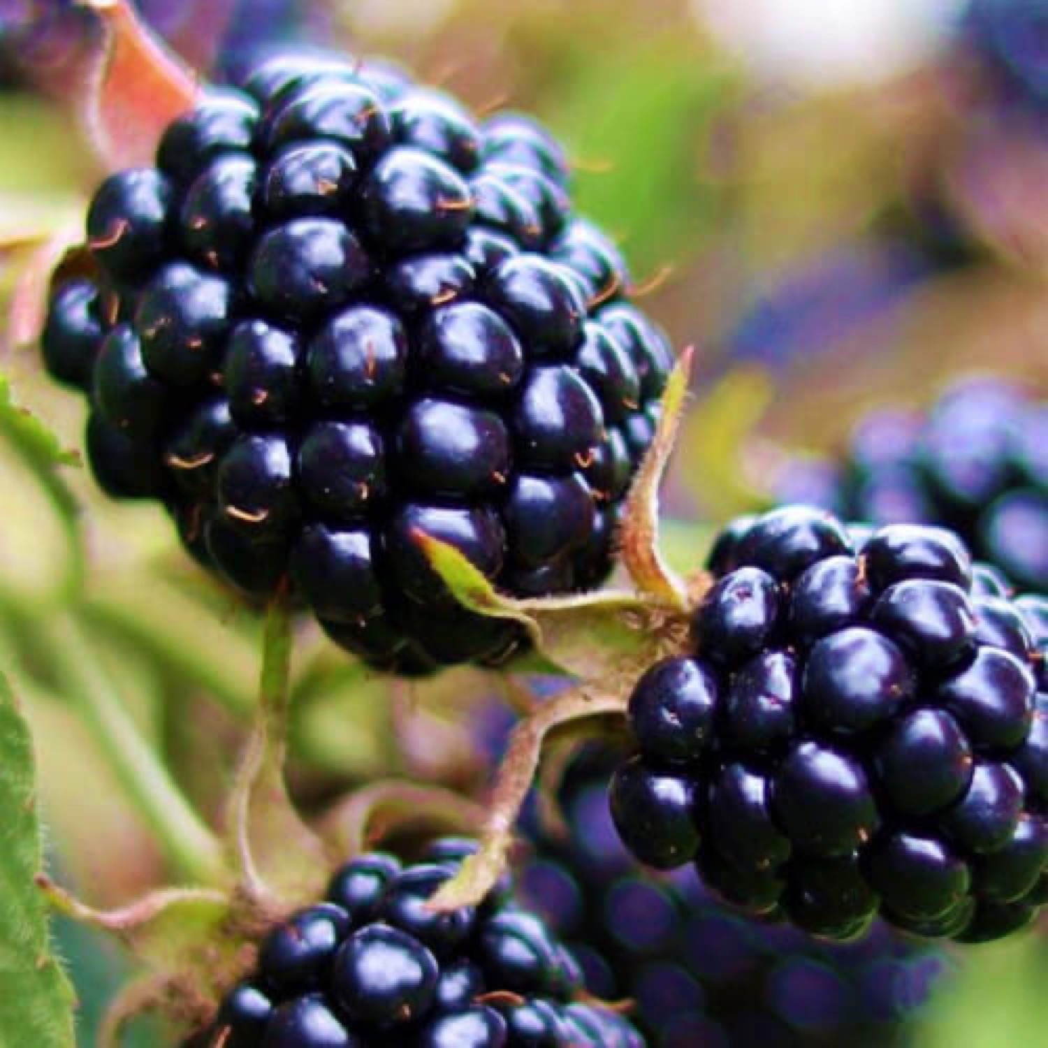 Rubus Fruticosus 'Triple Crown' - Mûrier Sans Épine En Conteneur 2 à 2.9 Litres