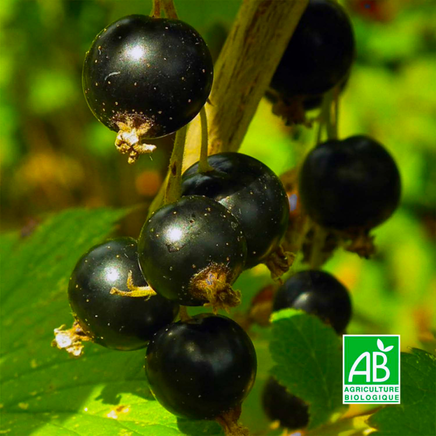 Cassissier 'Noir De Bourgogne' – Conteneur 3-4 Litres – Variété Productive Pour Fruits En Juillet