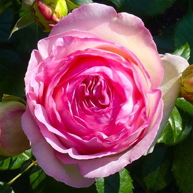 Rosier 'Pierre de Ronsard®' : un rosier élégant et résistant, idéal pour embellir massifs