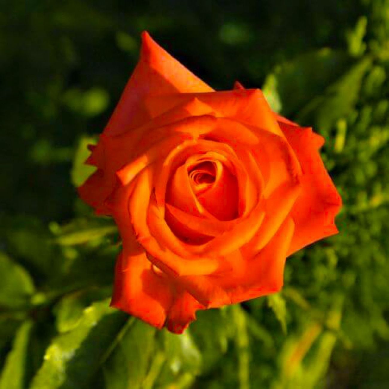 rosier-prince-klaus.jpg