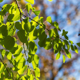 Arbre à caramel 'Ra' : un arbuste idéal pour un décorer un massif ou un jardin
