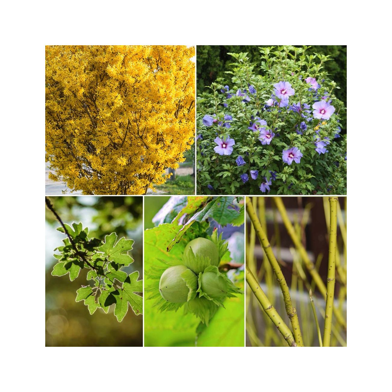 Myrtillier lot de 6 - ↨45cm - ø13 - arbuste fruitier