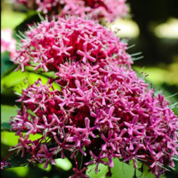 Clerodendron "Pink Diamond" : un arbuste idéal pour un décorer un massif ou un jardin