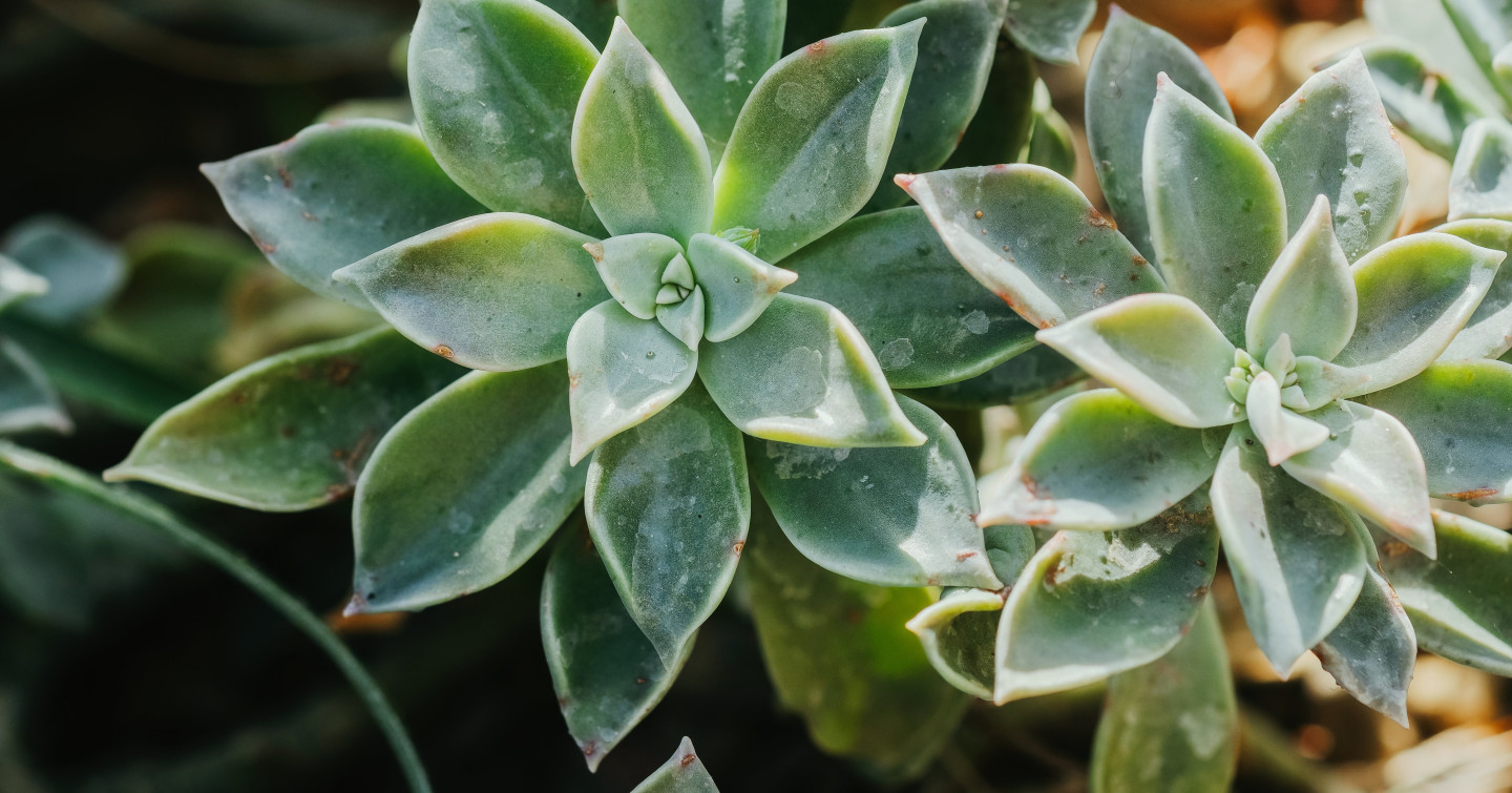 Image de l'entete de la page Plantes Grasses