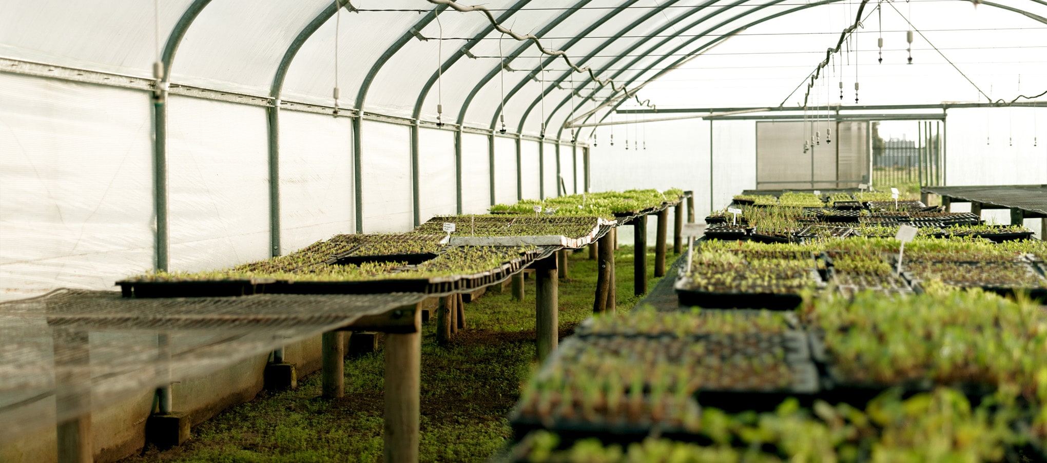 Plateaux de jeunes plants cultivés dans une serre horticole