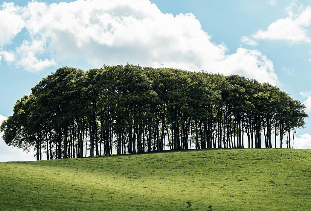 Bosquets Biodiversit Et R silience Agricole Naudet Agroforesterie