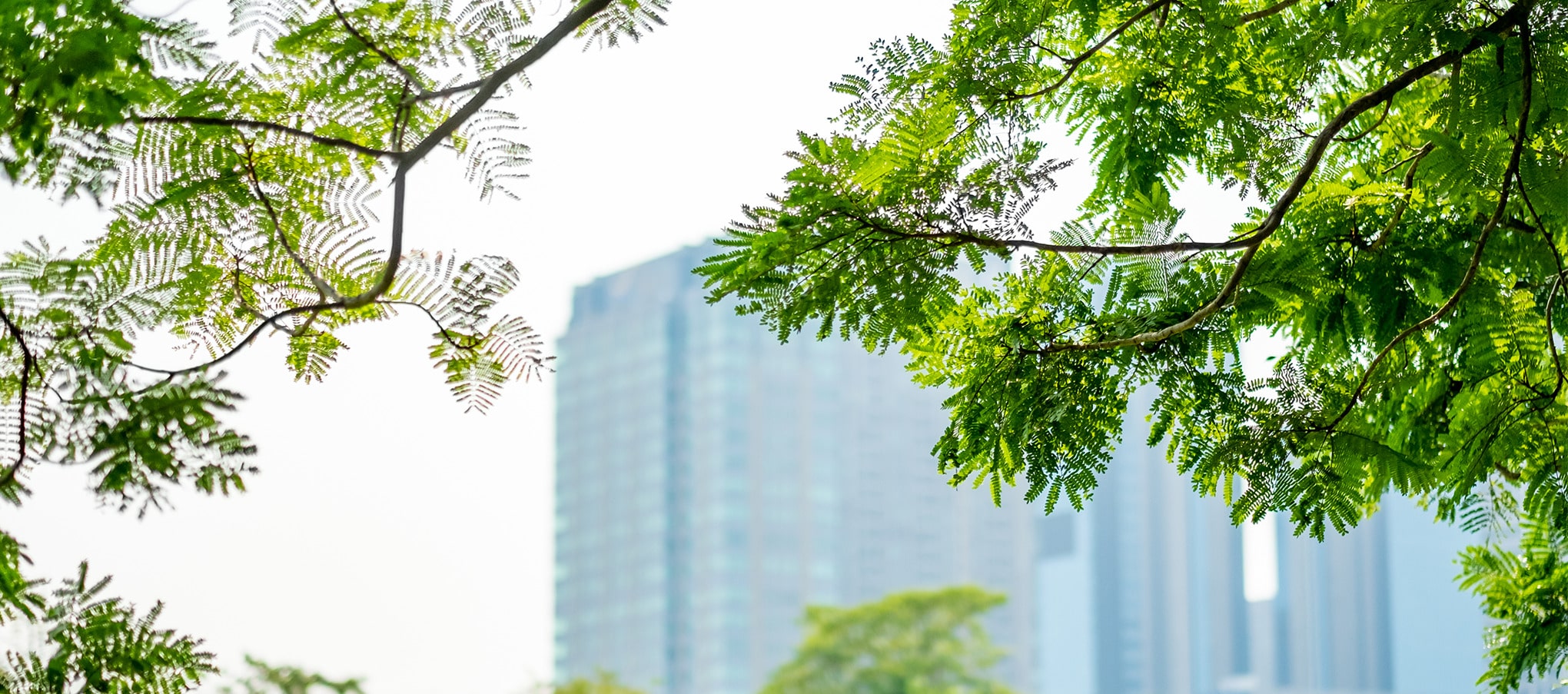 Branches d'arbres en premier plan avec des immeubles en arrière-plan, illustrant la végétalisation urbaine