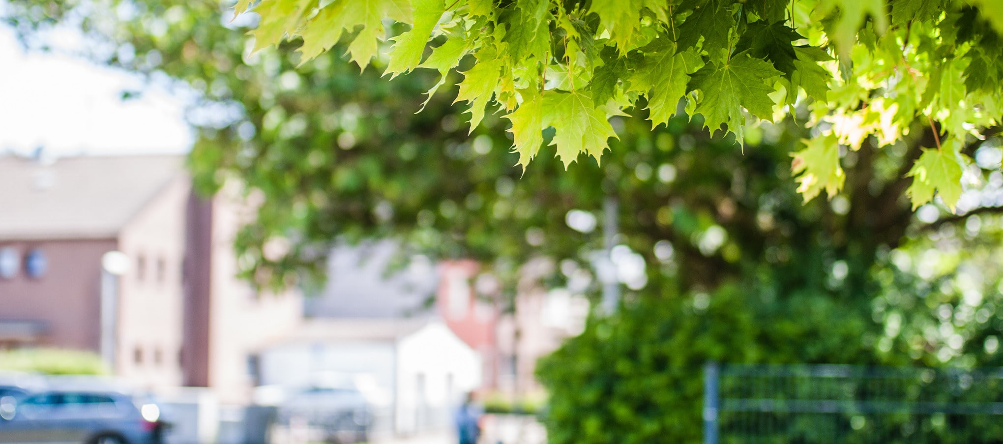 Branches d’arbre à larges feuilles apportant de l’ombre sur une rue résidentielle en été