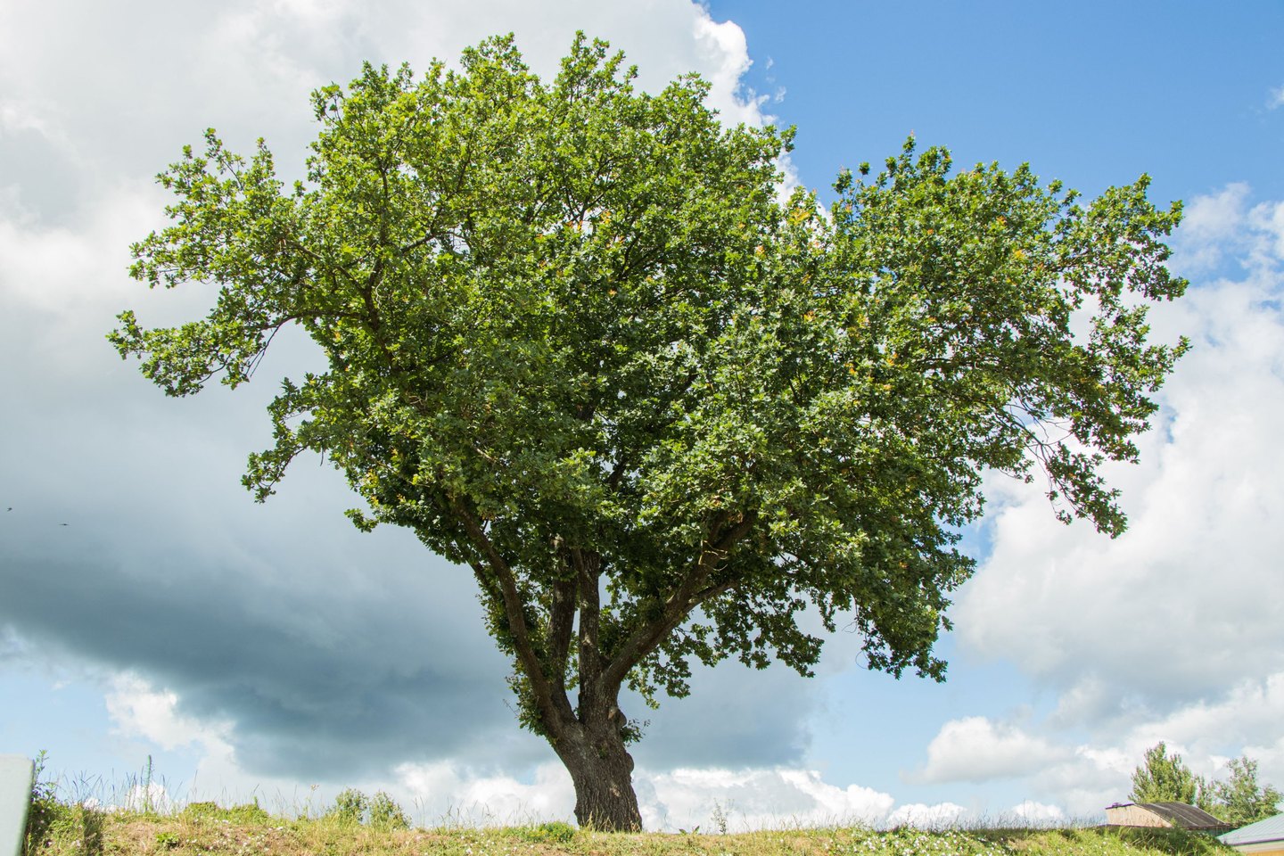 Chêne adulte au feuillage vert sous un ciel bleu et nuageux