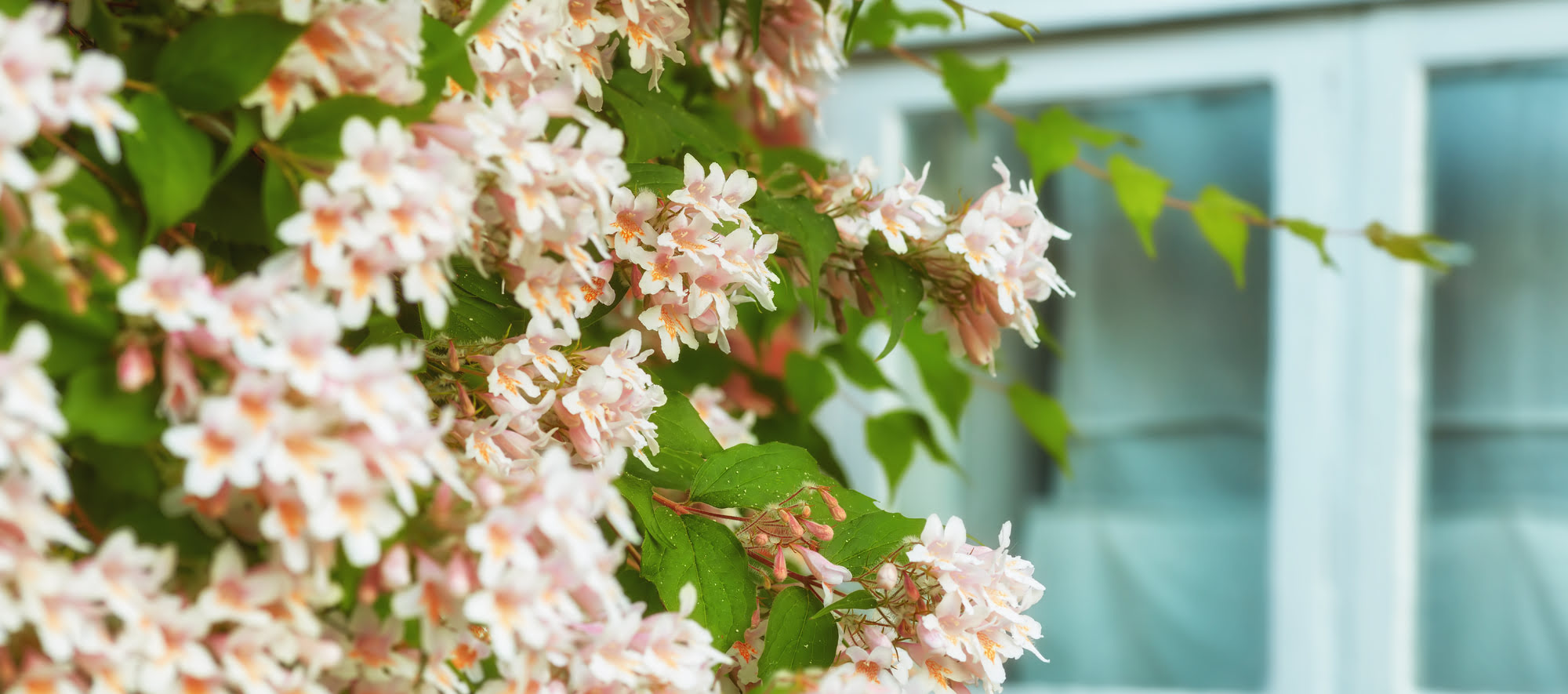 Clématite montana, plante grimpante à croissance rapide avec fleurs parfumées