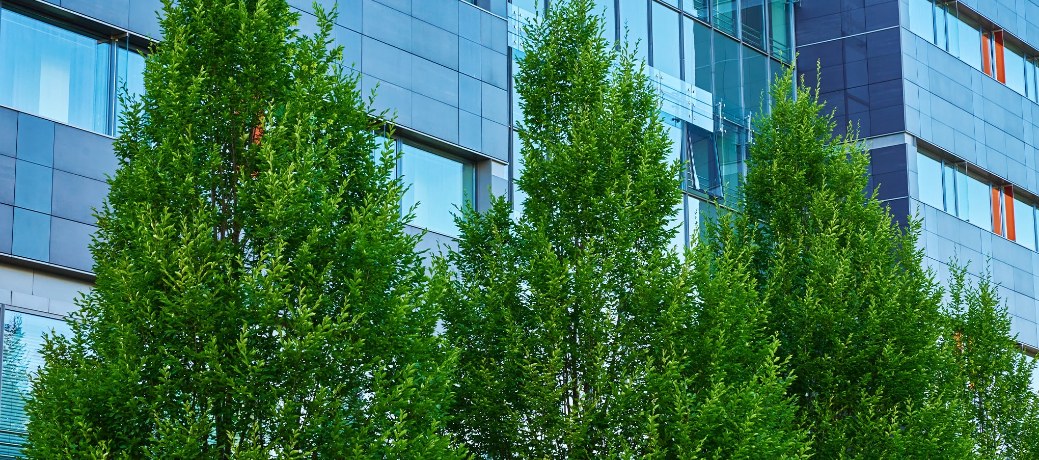 Arbres plantés devant un immeuble de bureaux