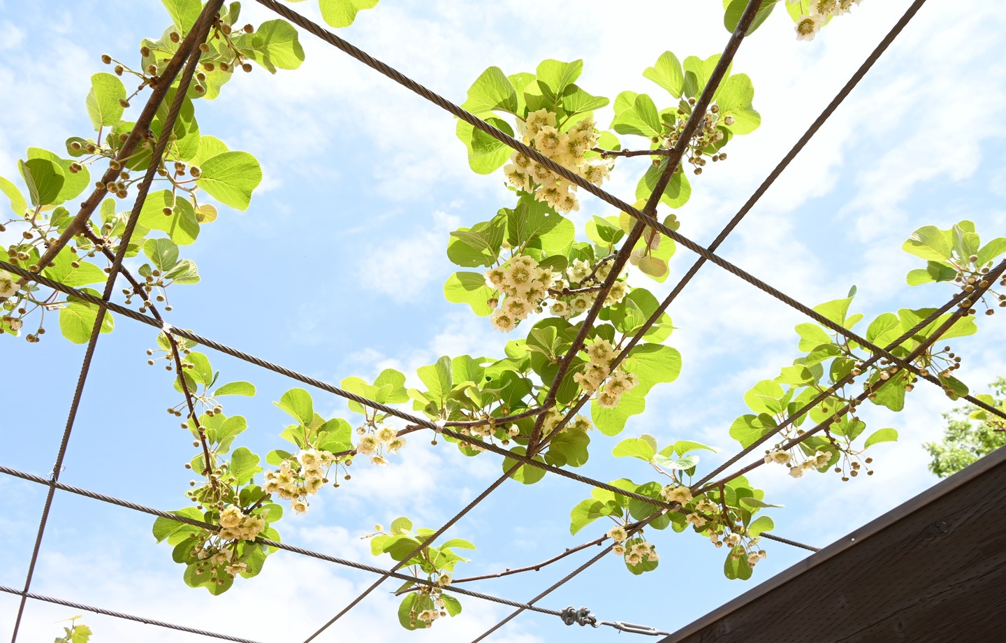 Liane de kiwi en fleurs sur une pergola à câbles tendus, avec des grappes de fleurs blanc crème sous un ciel bleu