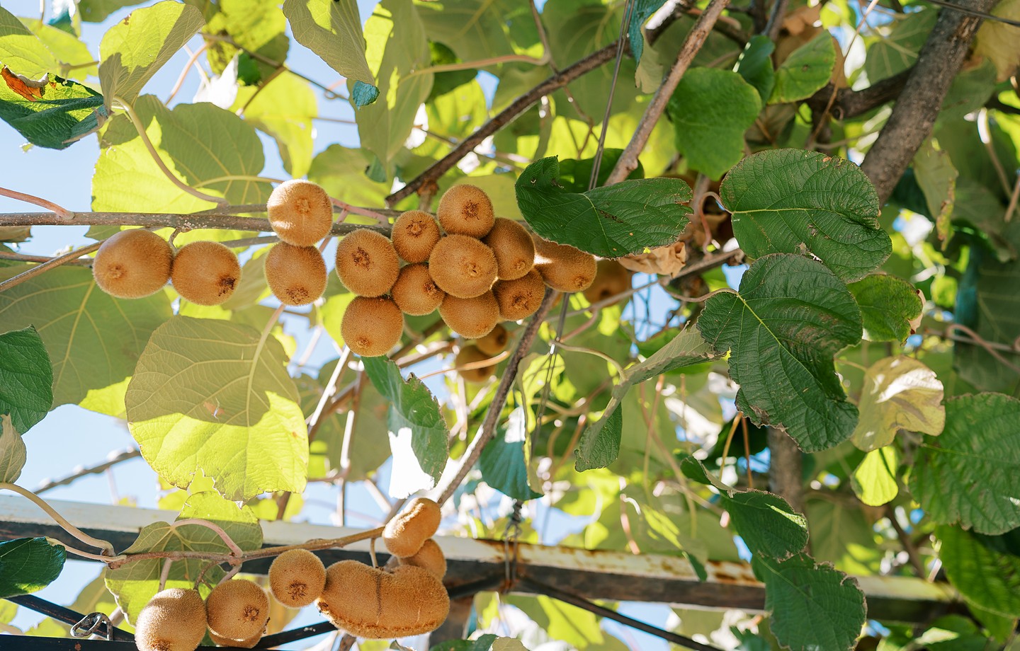 Grappes de kiwis bruns suspendues à une liane de kiwi sous une pergola, entre les feuilles vertes en plein soleil