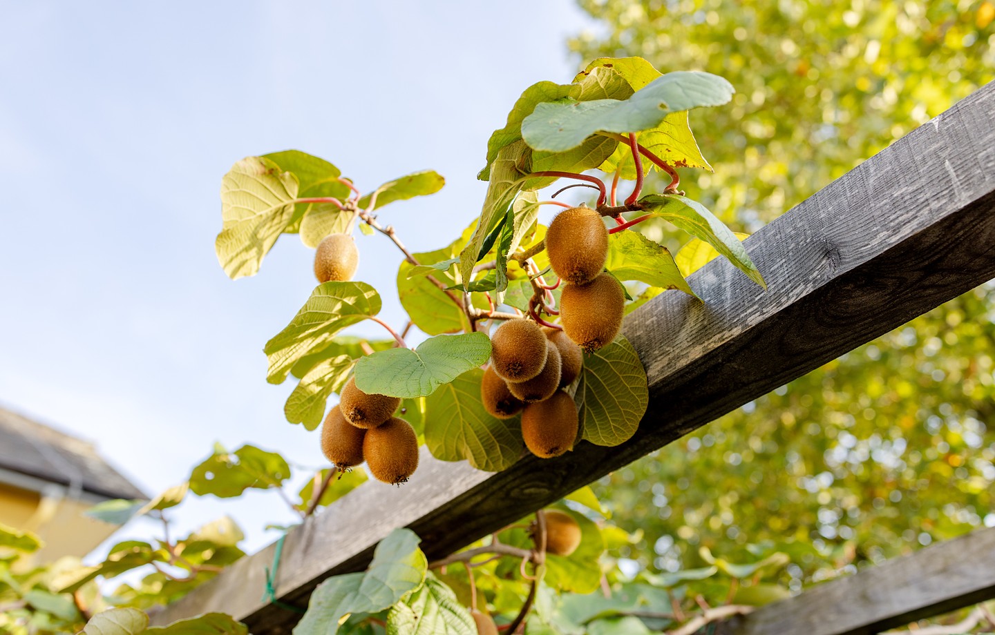Grappe de kiwis bruns mûrs accrochés à une liane de kiwi qui grimpe sur une poutre de pergola en bois