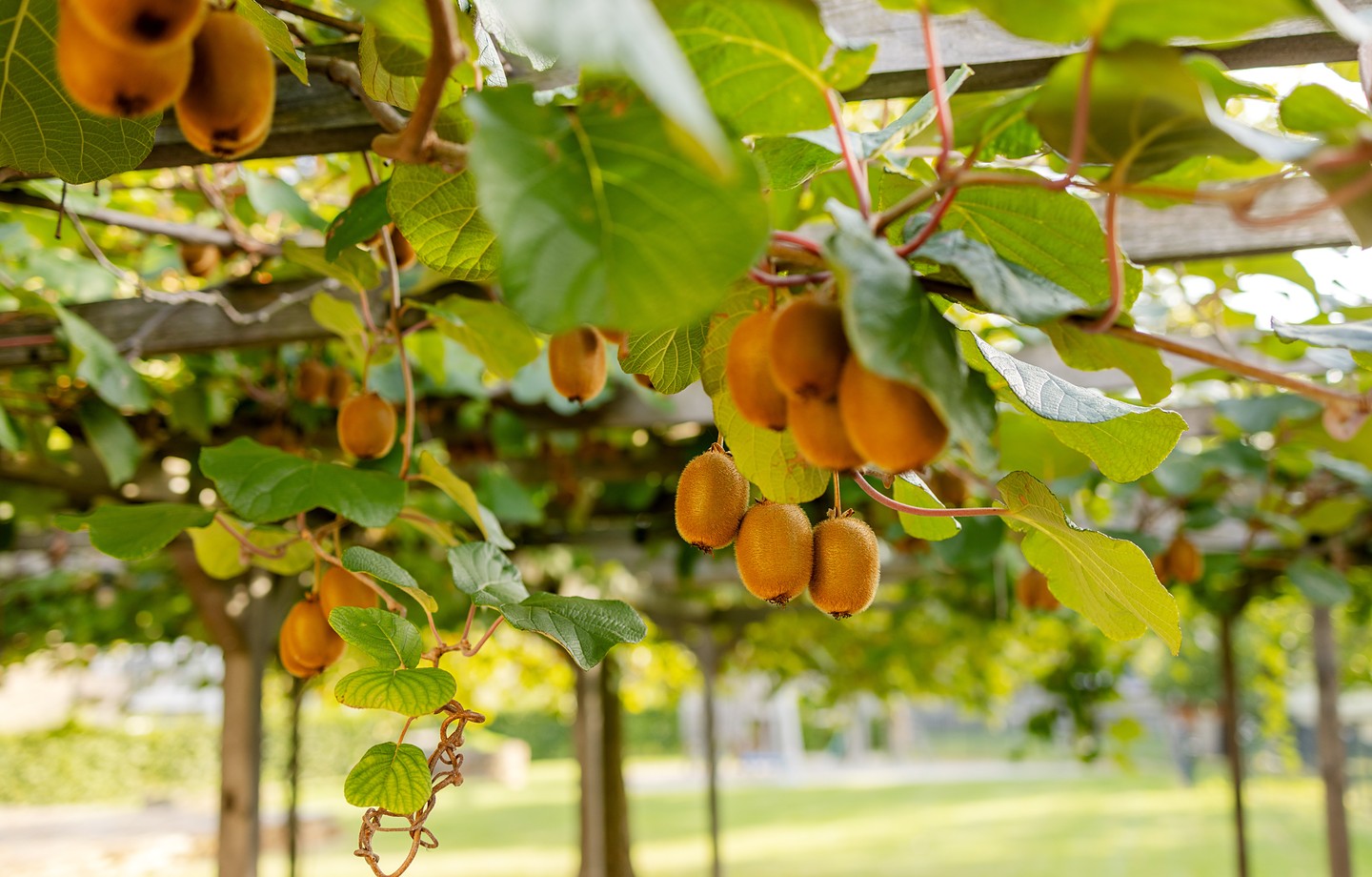 Grappes de kiwis bruns mûrs suspendues sous une pergola en bois, entre les grandes feuilles vertes d'une liane de kiwi