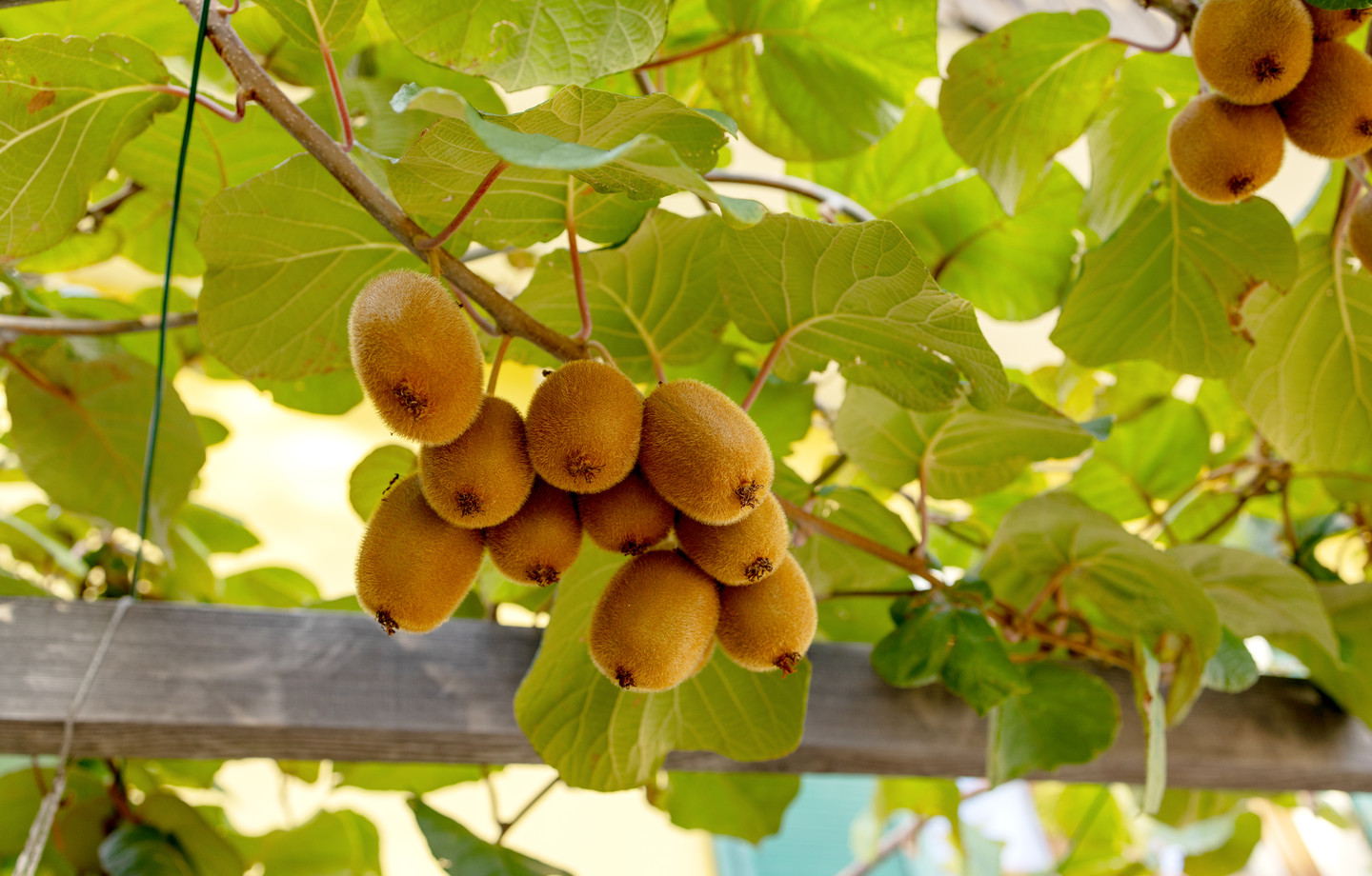 Grappe de kiwis mûrs suspendue à une pergola en bois, au milieu de grandes feuilles vertes