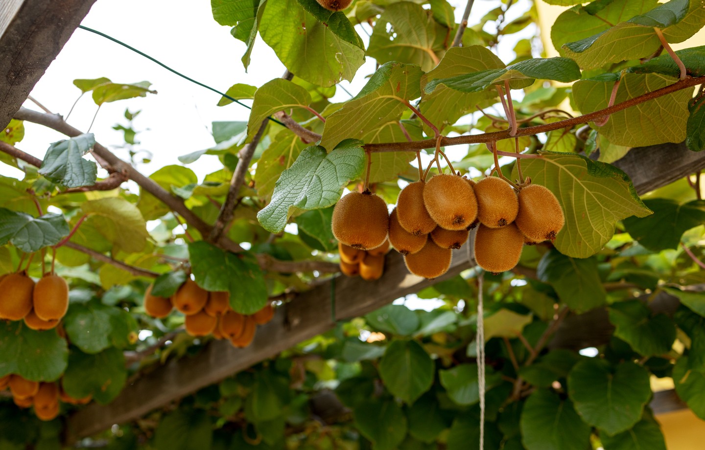 Grappes de kiwis mûrs suspendues à une pergola en bois au milieu des feuilles de la liane