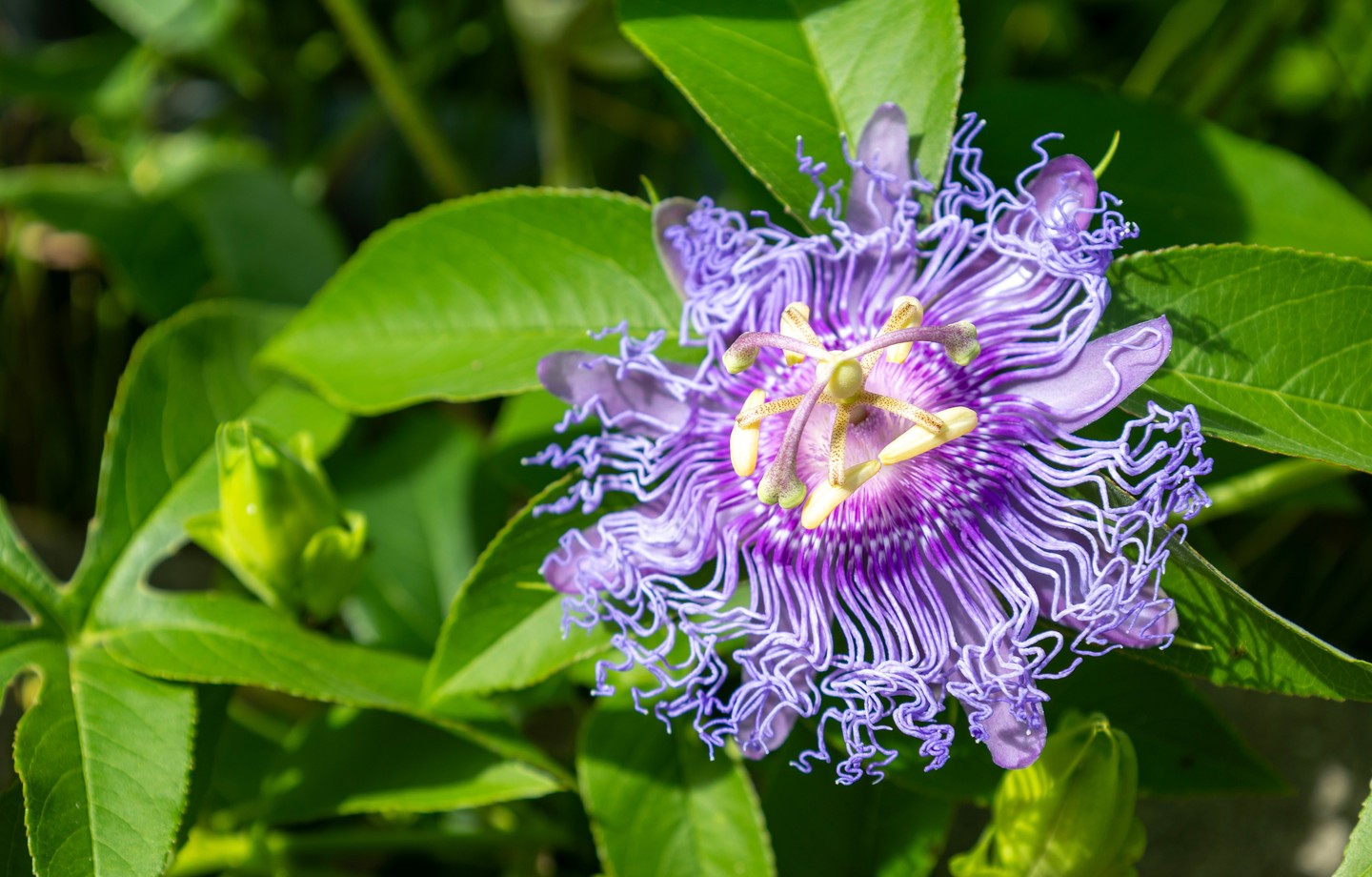 Fleur de passiflore lavande aux filaments ondulés et aux étamines jaunes, entourée de feuilles vertes lobées