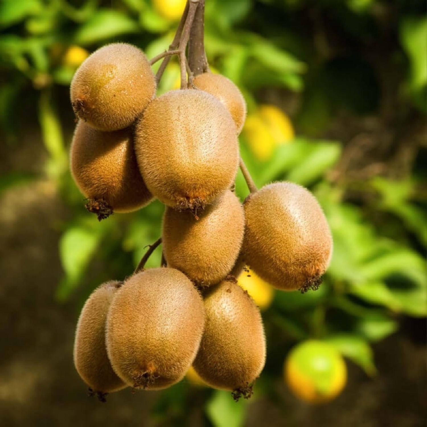 Kiwi Jenny Autofertile - Arbre Fruitier En Pot De 20 Cm, 170 Cm, 2 Ans