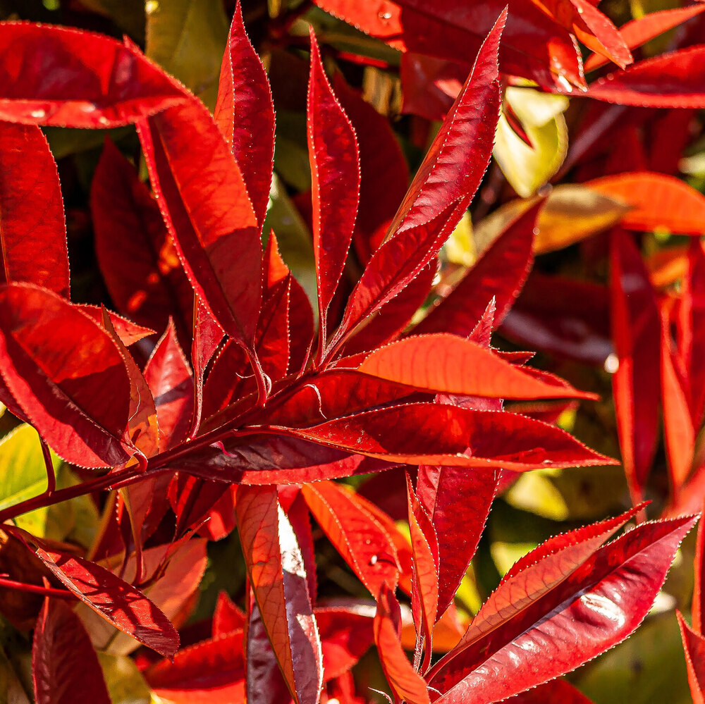 Haie brise-vue de Photinia Red Robin avec jeunes pousses rouges décoratives