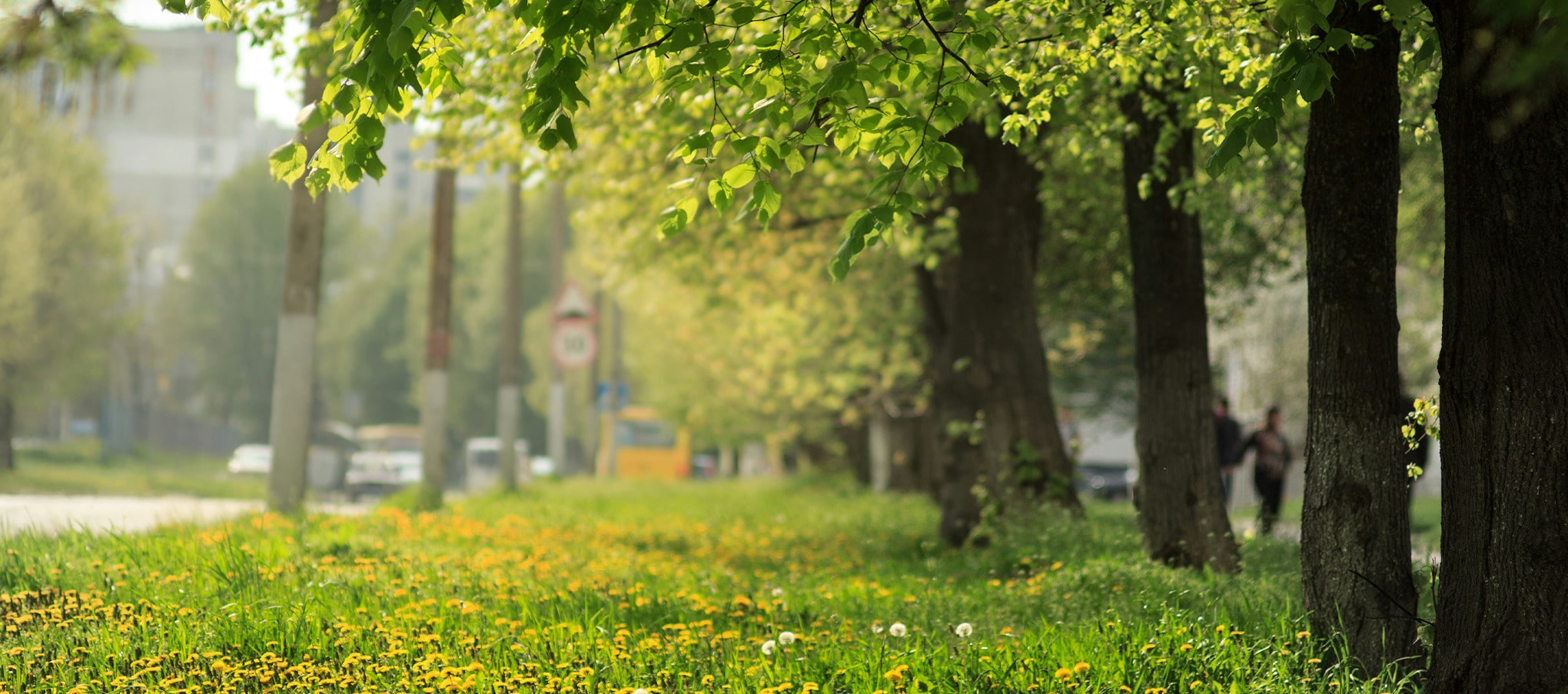 Alignement d’arbres et de fleurs le long d’une voie urbaine, créant un corridor végétal pour favoriser la biodiversité